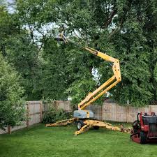 How Our Tree Care Process Works  in Seattle, WA